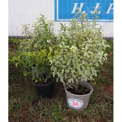 34 - Pittosporum - 3 + 1