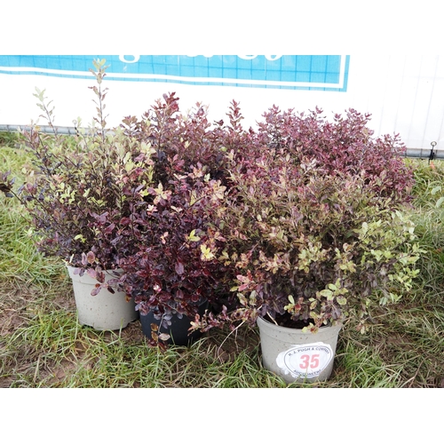 35 - Pittosporum - 5