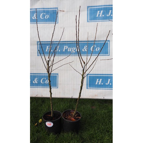 258 - Apple (Malus) Katy 5ft - 2