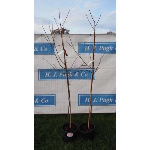 260 - Amelanchier Lamarckii 6ft- 2