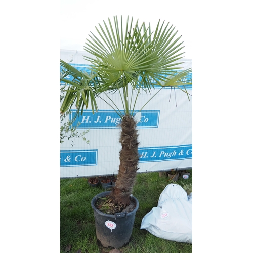 232 - Trachycarpus Fortunei 5ft