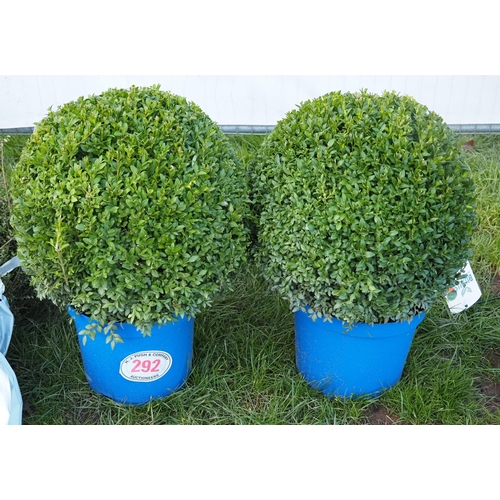 292 - Buxus balls - 2