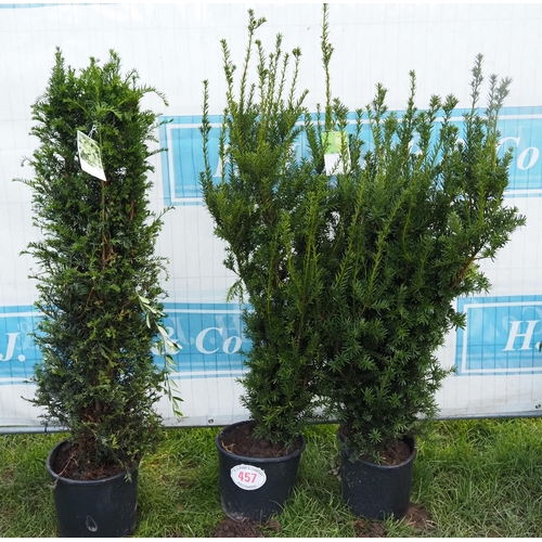 457 - Taxus Baccata 4ft - 3