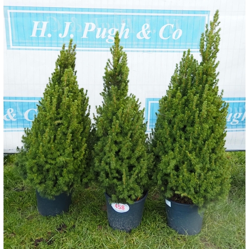 458 - Picea Glauca 3ft