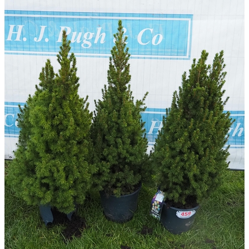 459 - Picea Glauca 3ft