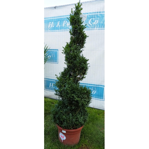 468 - Spiral Buxus 5ft