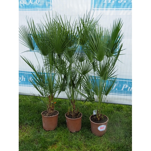 469 - Chamaerops Humilis 4ft - 5