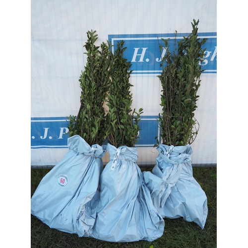 60 - Oval leaved Privet hedging - 30