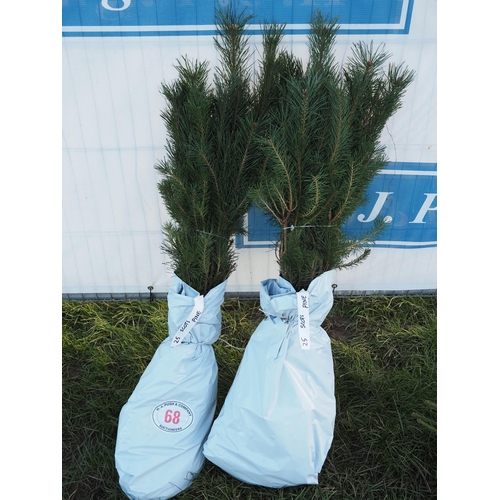 68 - Scots Pine trees - 50