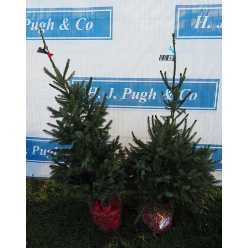 74 - Serbian Spruce 4ft - 2