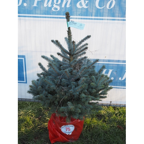 75 - Blue Spruce 2ft