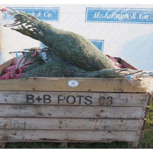 76 - Pot grown Serbian Spruce - 32