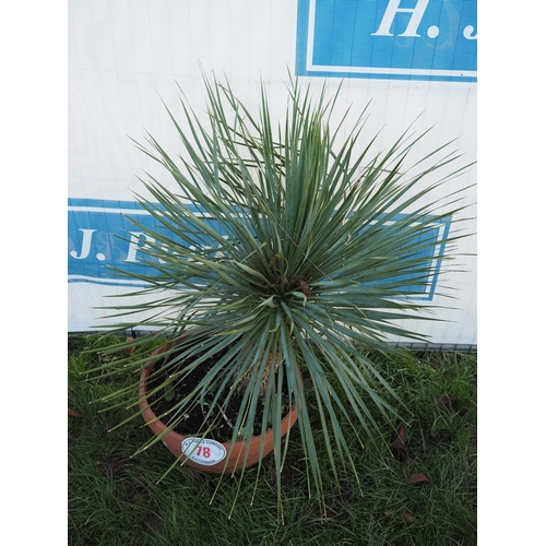 78 - Yucca Rostrata