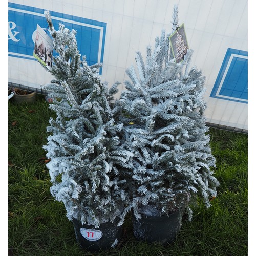 77 - Christmas trees 3ft - 2