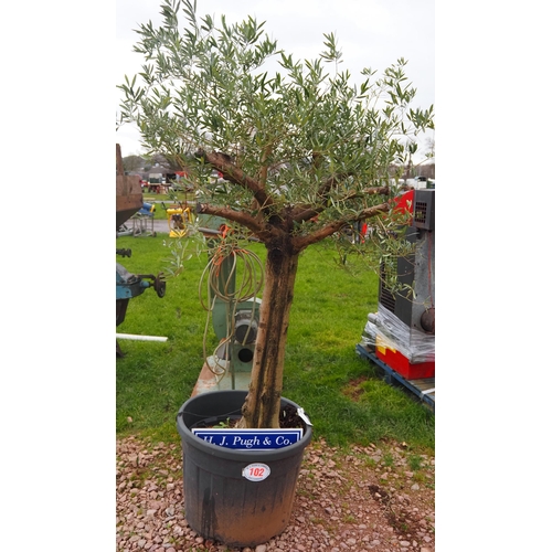 102 - Olive tree 8ft