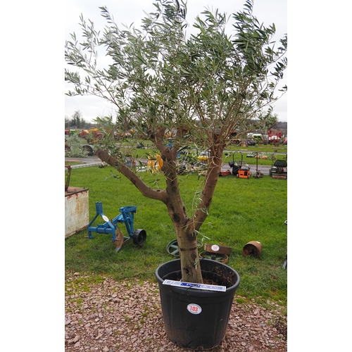 103 - Olive tree 8ft