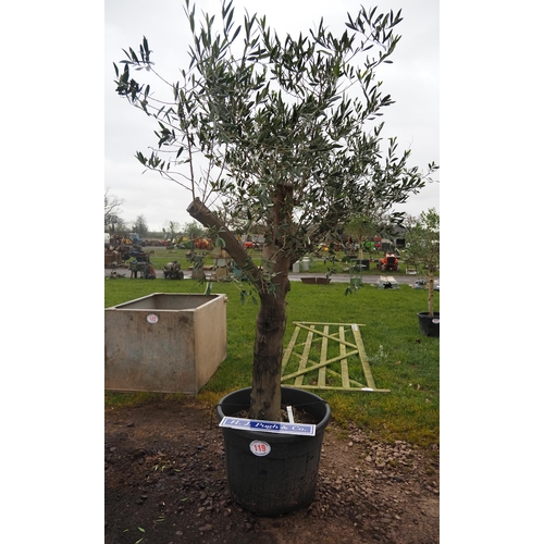 119 - Olive tree 6ft