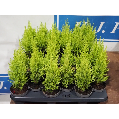 848 - Cupressus - 24