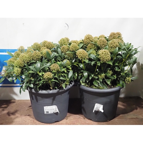 850 - Skimmia Japonica White Dwarf - 2