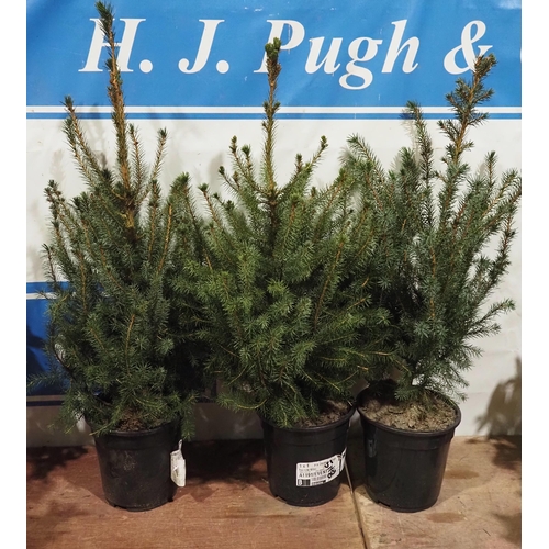 851 - Spruce 2ft - 3