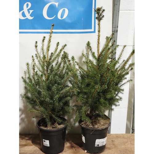 854 - Spruce 2ft - 2