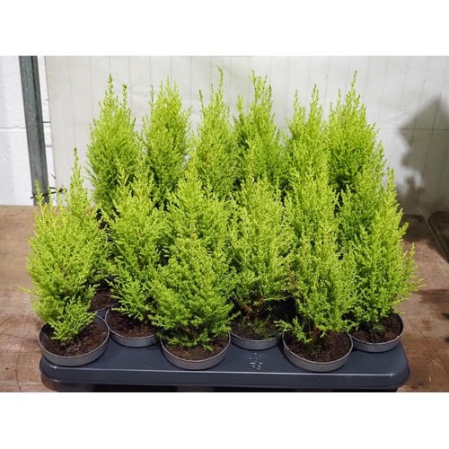 855 - Cupressus - 24