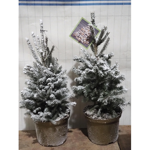 856 - Frosted Spruce 18