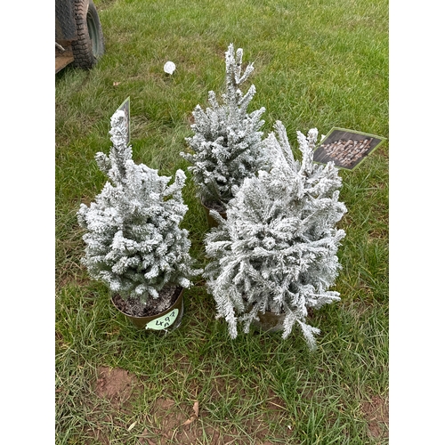 497A - Snow effect Christmas trees 2ft - 3