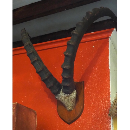 26 - Believed Alpine Ibex horns-2