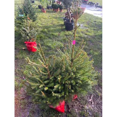 482 - Norway Spruce trees 2ft - 2