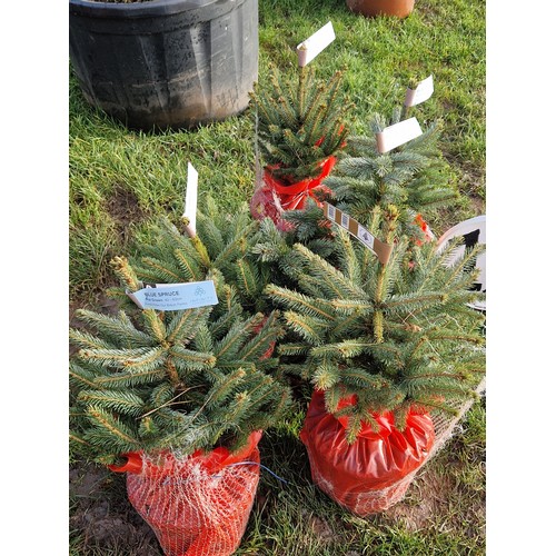 480 - Blue Spruce trees 1ft - 6