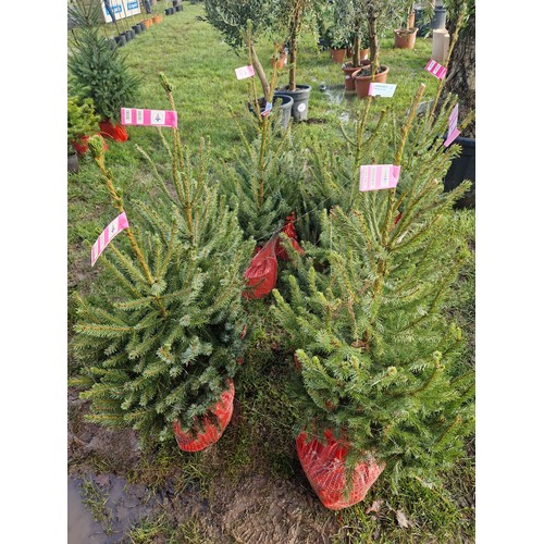 481 - Serbian Spruce trees 3ft - 8