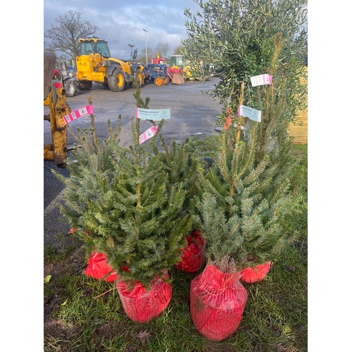 484 - Serbian Spruce trees 2ft - 5