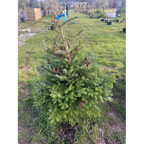 485 - Christmas tree 2ft