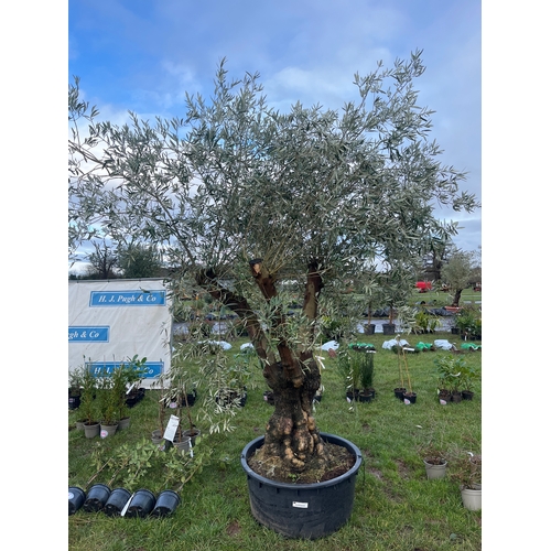 407A - Ancient olive tree 9ft - 1