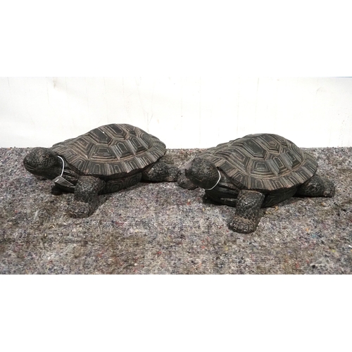 511 - Ornamental tortoises - 2