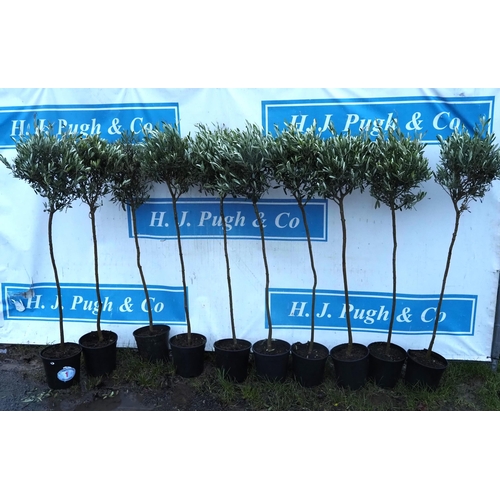 1 - Standard Olive trees 4ft - 10