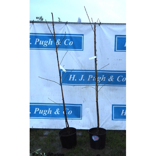 10 - Prunus Ingrid 5ft - 2