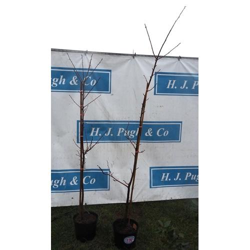 100 - Castanea Sativa 6ft - 2