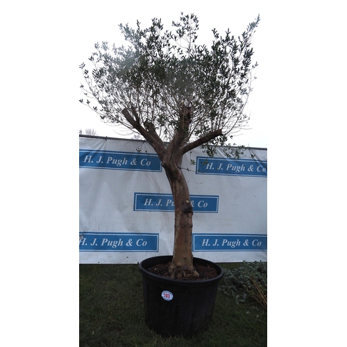 103 - Ancient Olive 10ft - 1