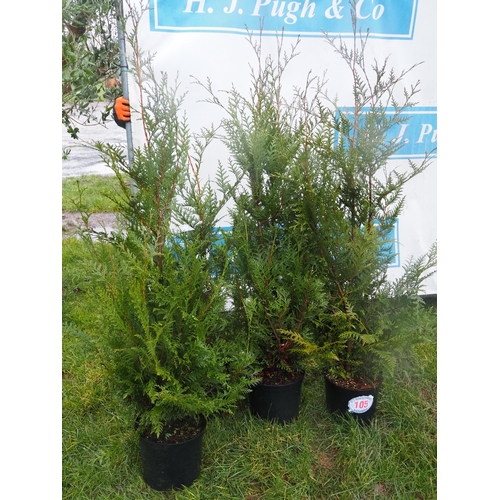 105 - Thuja 4ft - 4