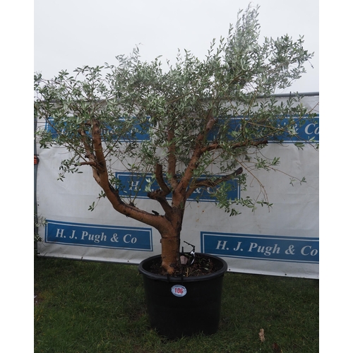 106 - Specimen Olive 7ft - 1