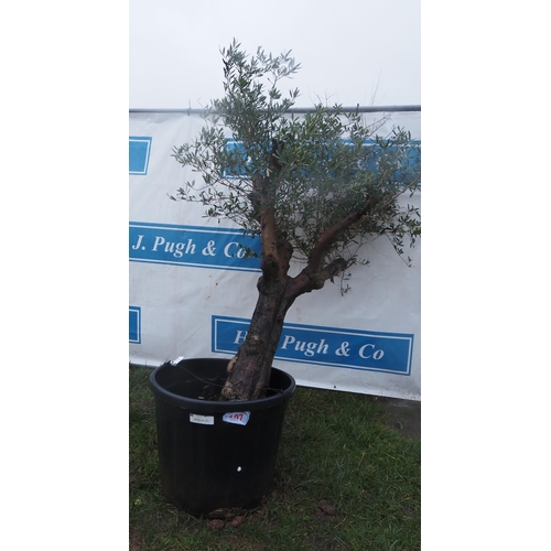 107 - Ancient Olive tree 6ft - 1