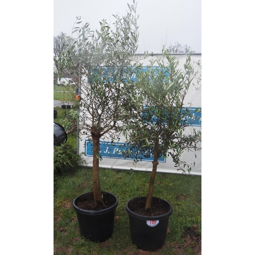 109 - Olive trees 5ft - 2