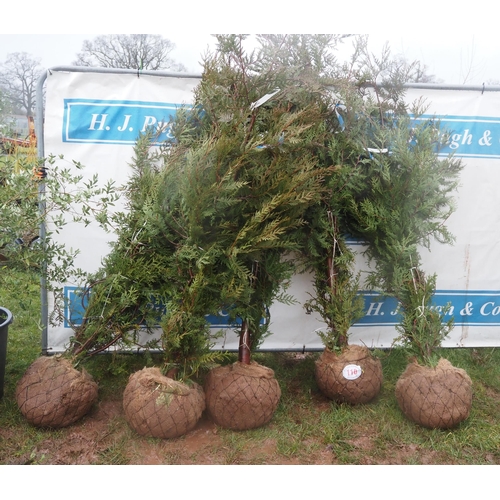 110 - Thuja root ball 6ft - 5