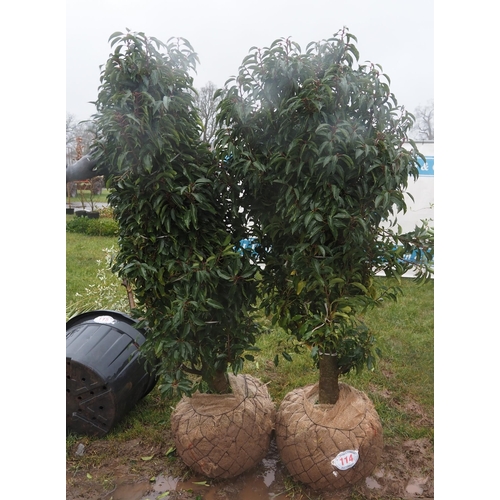 114 - Prunus root ball 5ft - 2