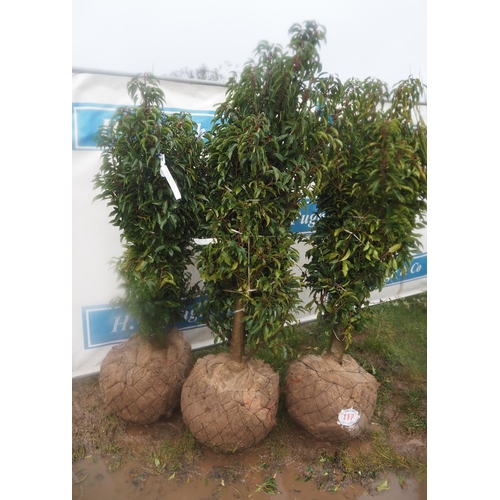 117 - Prunus root ball 5ft - 3