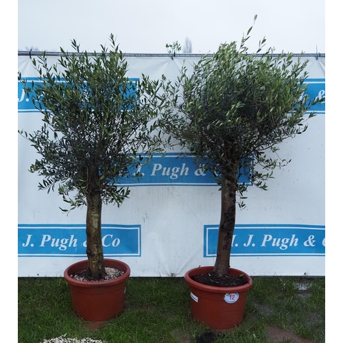 12 - Olive trees 5ft - 2