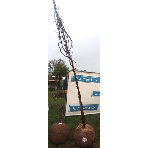 121 - Prunus  Serrula root ball 12ft - 1