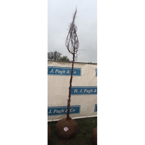 123 - Prunus  Serrula root ball 12ft - 1